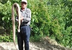 Son dakika... Yılanları öldürmeden bir daha düşünün! "Zoonoz hastalıkların önünü açabilir"