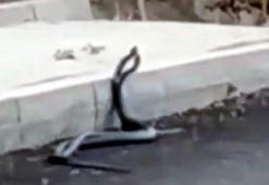 Son dakika... Siirt'te yılanların dansı böyle görüntülendi