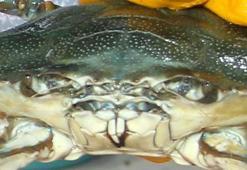 Balıkçıların korkulu rüyasıydı, ihracat ürünü oldu