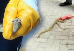Son dakika...Afyonkarahisar'da yılan paniği! Otomobilden itfaiyeciler çıkardı