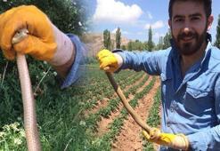 Son dakika... Patates tarlasında yılan paniği! Sivaslı genç elleriyle yakaladı