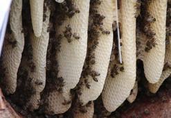 İçlerini oyup üretiyorlar: Hiçbir katkı maddesi yok!