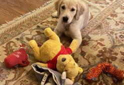 Köpek fotoğrafıyla Çin'e mesaj! Sosyal medya çalkalandı