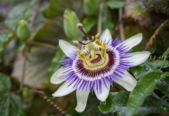 Çarkıfelek Çiçeği: Anlamı, Özellikleri Ve Faydaları Nelerdir? Bakımı Nasıl Yapılır?