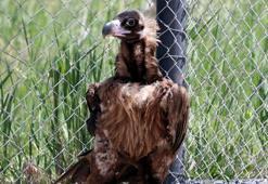 A Harfi İle Başlayan Hayvan İsimleri Nelerdir? Baş Harfi A Olan Hayvanlar
