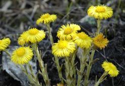 Ö Harfi İle Başlayan Bitki, Çiçek, Meyve İsimleri Nelerdir? Baş Harfi Ö Olan Bitkiler