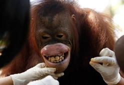 O Harfi İle Başlayan Hayvan İsimleri Nelerdir? Baş Harfi O Olan Hayvanlar