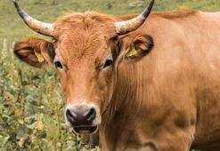 Ö Harfi İle Başlayan Hayvan İsimleri Nelerdir? Baş Harfi Ö Olan Hayvanlar