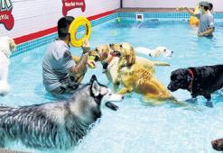 Köpeklere özel su parkı