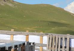 Sağımı başlanan Anzer balında küçükbaş tehdidi