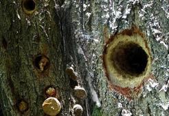 Ağaçkakanlarla başı dertte! Delikleri takozlarla kapatıyorlar