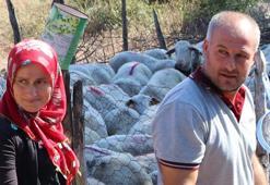 Günde 2 saat çalışıyorlar! Ayda 15 bin lira cepte...