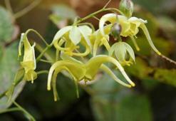 Azgın Teke Otunun Faydaları Nelerdir? Azgın Teke (Keşişkülahı) Otu Bitkisi Nerelerde Kullanılır?
