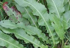 Evelik Otunun Faydaları Nelerdir? Evelik Otu Bitkisi Nerelerde Kullanılır?