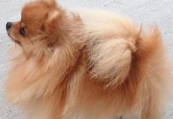 Pomeranian Boo Köpek Özellikleri Nelerdir? Yavru Pom (Pomeranya) Cinsi Hakkında Bilgiler