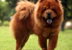 Çin Aslanı Köpek Özellikleri Nelerdir? Yavru Çov-Çov (Chow Chow) Cinsi Hakkında Bilgiler
