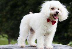 Kaniş Köpek Özellikleri Nelerdir? Yavru Kanis Süs Köpeği Cinsi Hakkında Bilgiler