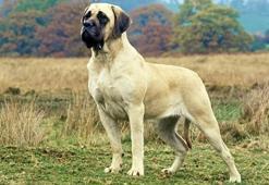 Mastiff Köpek Özellikleri Nelerdir? Yavru İngiliz Mastifi Cinsi Hakkında Bilgiler