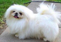 Pekinez Köpek Özellikleri Nelerdir? Yavru Pekinez (Pekingese) Süs Köpeği Cinsi Hakkında Bilgiler