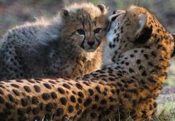 WWF: Yaban hayvanlarının nüfusu 50 yılda yüzde 68 azaldı