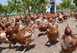 Türkiye Kümes Hayvancılığı Haritası: Kümes Hayvancılığı Nedir, En Çok Hangi Bölgede Yapılır?