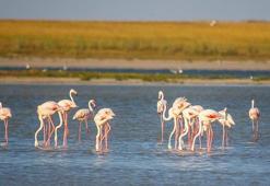 Seyfe Gölü Kırşehir İlinde Nerede? Gölün Özellikleri, Oluşumu Ve Tarihçesi