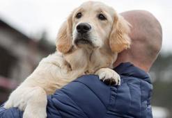 Köpekler coronavirüsü tespit edebilir mi?