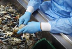 Balıkçıların 'korkulu rüyası' mavi yengeç! Turistler büyük ilgi gösteriyor