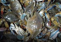 Protein değeri yüksek olan mavi yengeç, rengiyle dikkat çekiyor!