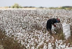 Pamuk, verimiyle Egeli üreticileri sevindirdi