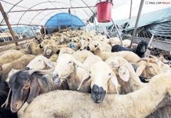 Küçükbaş hayvancılığa Ziraat’ten büyük katkı