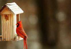 Kuşlara kış evi nasıl yapılır?