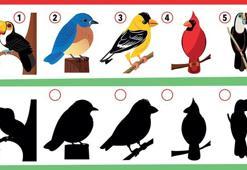 Kuşların gölgesi kayıp