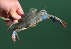 Mavi yengeci avlamanın cezası 5 bin TL