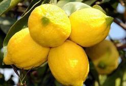 Limonun Faydaları ve Zararları Nelerdir? Limon Kabuğu ve Suyu Ne İşe Yarar?