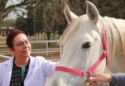 Şampiyon taylardan rekor gelir elde edildi