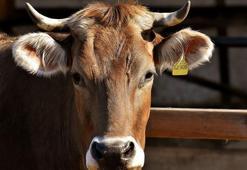 Süt Ve Besi Hayvancılığı Bölümü Nedir, Dersleri Nelerdir? Mezunu Ne İş Yapar?