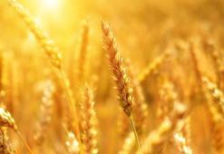 Tarım Ekonomisi Bölümü Nedir, Dersleri Nelerdir? Mezunu Ne İş Yapar?