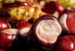 Kestanenin Faydaları Nelerdir? Kestane Yağı Ve Kestane Balı Neye İyi Gelir?