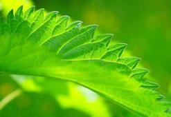 Bitki Koruma Bölümü Nedir, Dersleri Nelerdir? Mezunu Ne İş Yapar?