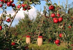 Elma Sirkesinin Faydaları Nelerdir? Elma Sirkesi Neye İyi Gelir, Nasıl Kullanılır?
