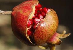 Narın Faydaları Nelerdir? Nar Suyu, Ekşisi ve Kabuğu Neye İyi Gelir?