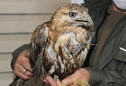 Barajda buldukları şahini ölümden kurtardılar