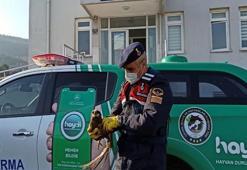 Jandarmanın bulduğu kanatları kırık kızıl şahine tedavi