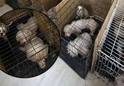 Binanın bodrum katında 68 köpek bulundu! Hepsinin ses telleri alınmış