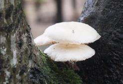 Zehirli mantarı ayırt etmenin yolu var mı? Türkiye'nin önde gelen uzmanı açıkladı...