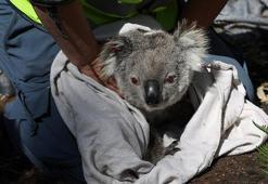 Avustralya'daki yangınlardan en az 60 bin koala etkilendi