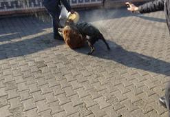 Saldıran köpeğe biber gazı sıktı