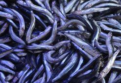 Hamsi fiyatları tekrar yükseldi