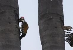 Hindistan’da 8 metrede yükseklikte sincap ile ağaçkakanın kavga anı görüntülendi
